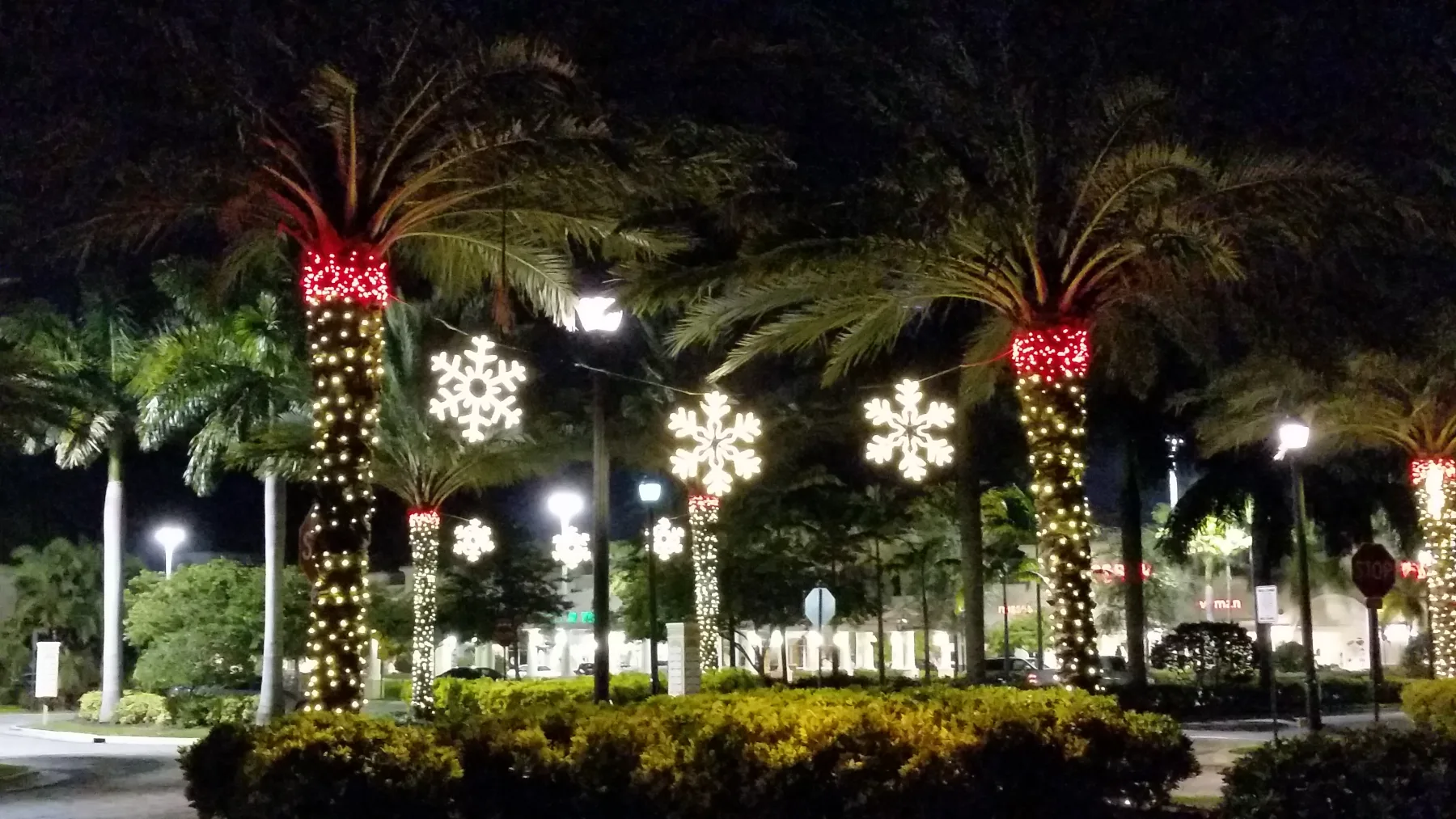 Palm trees decorated with white lights and red holiday accents
