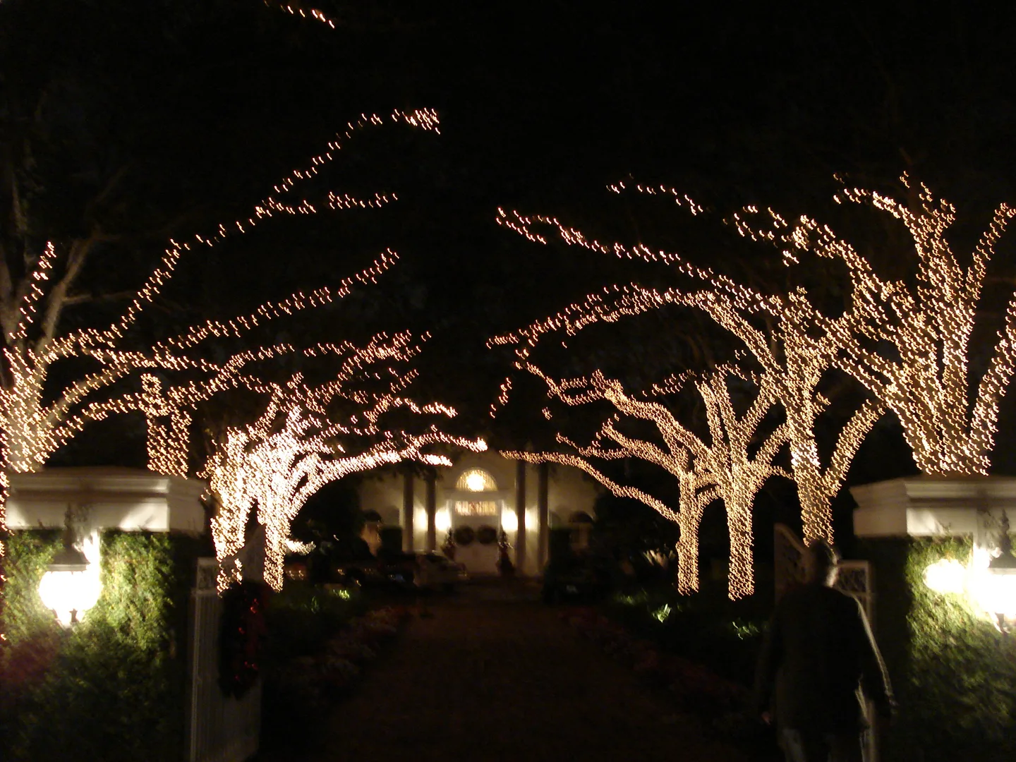 Rows of trees wrapped in warm holiday lights at night